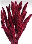 Dried Setaria, Berry Color, 4oz/Bunch