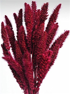 Dried Setaria, Berry Color, 4oz/Bunch