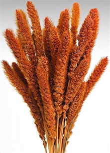 Dried Setaria, Burnt Oak Color, 4oz/Bunch