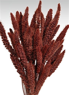 Dried Setaria, Chocolate Color, 4oz/Bunch