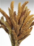 Dried Setaria, Natural Color, 4oz/Bunch