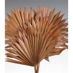 SUN PALM Spice 8" x 14", 5pc/Bunch