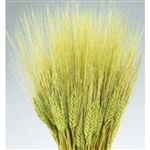 Wheat, Basil Color, 8oz/Bunch