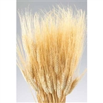 Wheat, Natural Color, 8oz/Bunch
