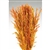 Wild Oats, Autumn Color, 38", 8oz/Bunch