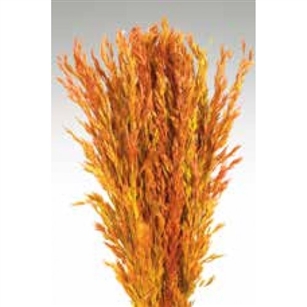 Wild Oats, Autumn Color, 38", 8oz/Bunch