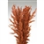 Wild Oats, Burnt Oak Color, 38", 8oz/Bunch