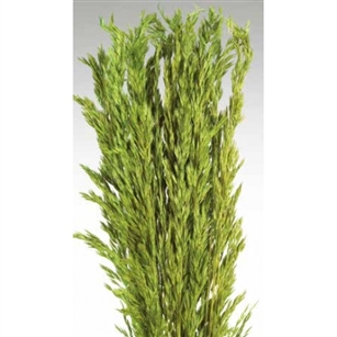 Wild Oats, Light Green Color, 38", 8oz/Bunch