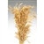 Wild Oats, Natural Color, 38", 8oz/Bunch