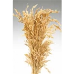 Wild Oats, Natural Color, 38", 8oz/Bunch