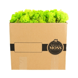 Reindeer Moss, Chartruesse, Bulk 3 Pound Box