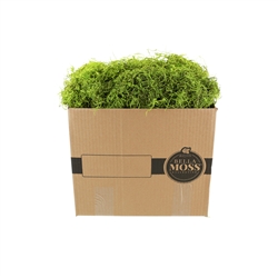 Bella Moss, Preserved Spanish Moss, Green Bulk 3lb box