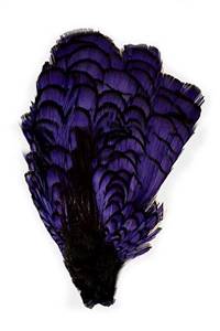 Lady Amherst Pheasant Crown Dyed Purple
