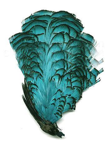 Lady Amherst Pheasant Crown Dyed Turquoise