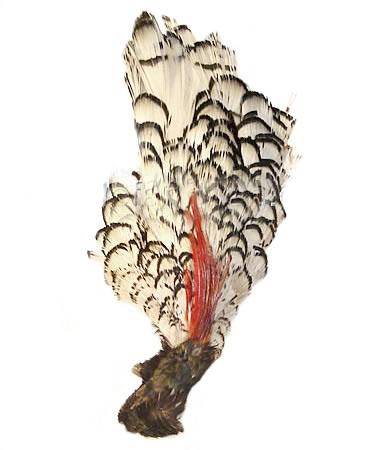 Lady Amherst Pheasant Crowns #2 Washed - Per 10