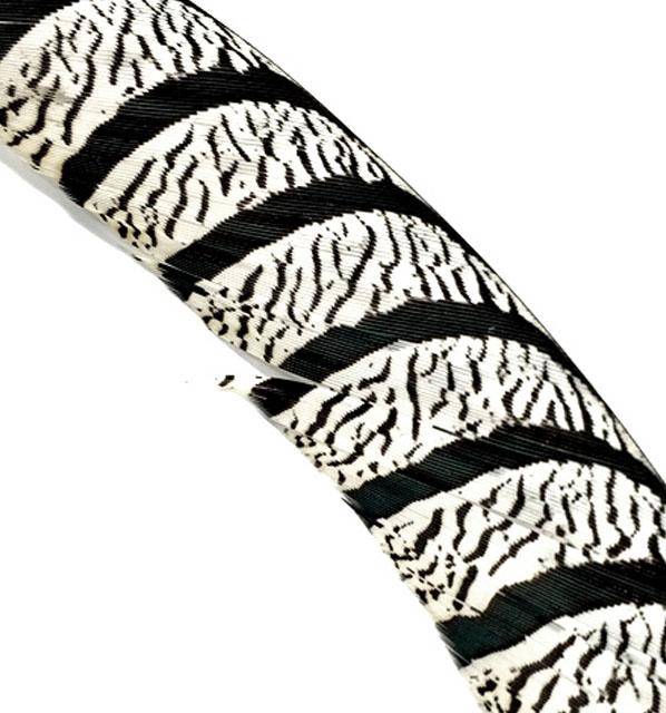 Lady Amherst Tail Centers 35-40", Washed (Zebra Striped) - Each