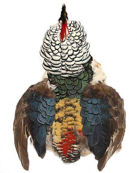 Lady Amherst Pheasant Pelt #1 with Crown - Each