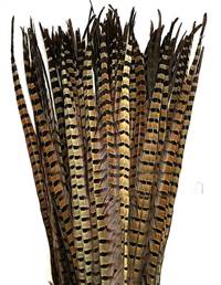Ringneck Pheasant Tail Feathers 20-26" - Per 100