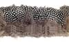 Strung Guinea Fowl Plumage, Large Eyes 3-4" - Per 1/2 lb