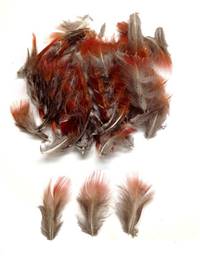 Golden Pheasant Red Plumage - Per 1/2 lb