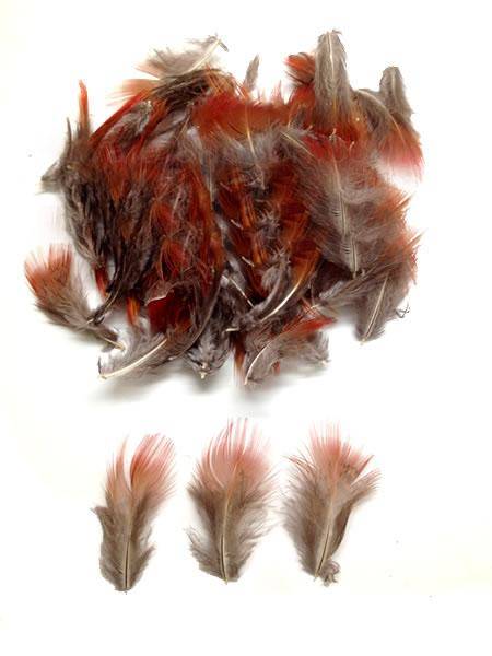 Golden Pheasant Red Plumage - Per 1/2 lb