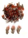 Golden Pheasant Red Plumage - Per 1/2 lb