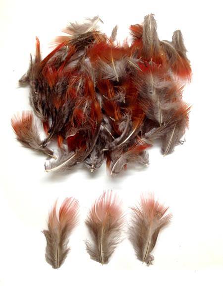 Golden Pheasant Red Plumage - Per 1/2 lb