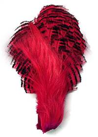 Golden Pheasant Crown, Dyed Fuchsia