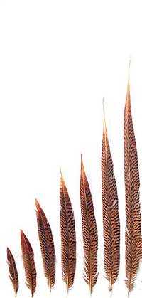 Golden Pheasant Tail Feathers 10-12" - Per 100