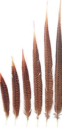 Golden Pheasant Tail Feathers 12-14" - Per 100
