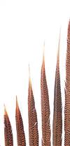 Golden Pheasant Tail Feathers 14-16" - Per 100