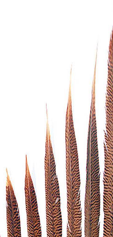 Golden Pheasant Tail Feathers 14-16" - Per 100