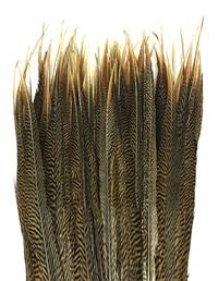 Golden Pheasant Tail Sides 18-20" - Per 100