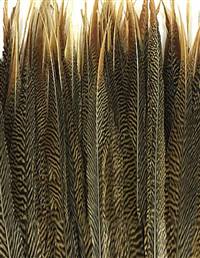 Golden Pheasant Tail Sides 25-30" - Each