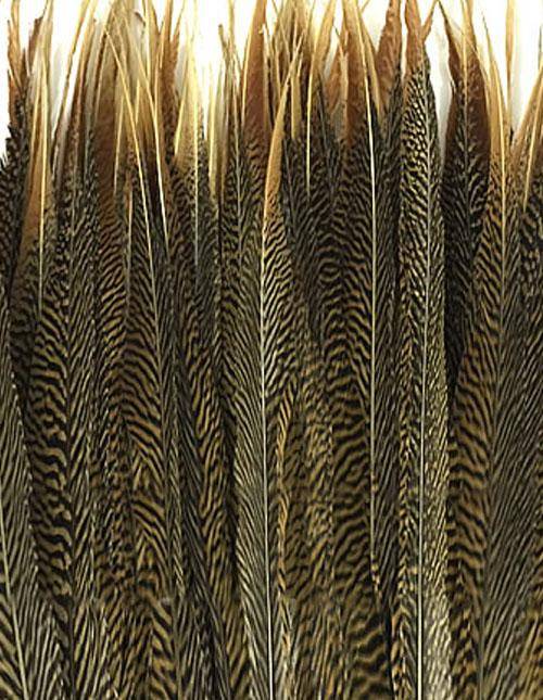 Golden Pheasant Tail Sides 25-30" - Each