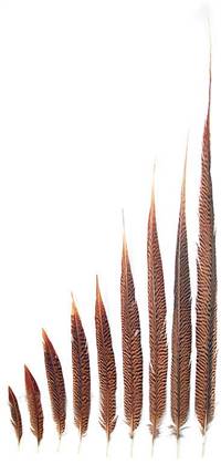 Golden Pheasant Tail Feathers 6-8" - Per 100