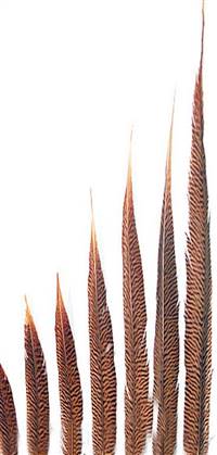 Golden Pheasant Tail Feathers 8-10" - Per 100