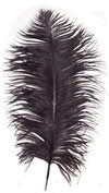 17-21" Ostrich Feathers - Black (1/2 Pound)