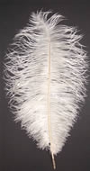 17-21" Ostrich Feathers - Bleached White (1/2 Pound)