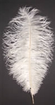 21-24" Ostrich Feathers - Bleached White (1/2 Pound)