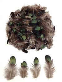 Lady Amherst Pheasant Bronze Plumage - Per Ounce