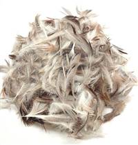 Loose Mixed Domestic Duck Feathers - Per lb