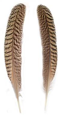 Mottled Peacock Wing Quills 10" & Up - Per Pair