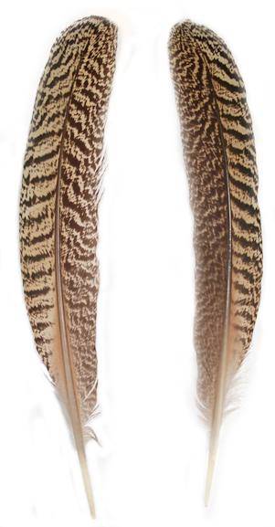 Mottled Peacock Wing Quills 10" & Up - Per Pair