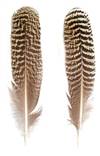 Mottled Peacock Wing Quills 7-10 - Per Pair