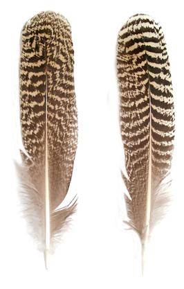 Mottled Peacock Wing Quills 7-10 - Per Pair