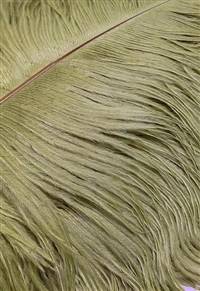 Ostrich Drabs 14-17" Dyed Light Olive - Per 1/2 lb