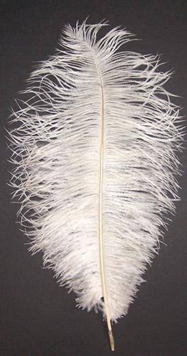 Ostrich Drabs 14-16" Bleached Off White - Per 1/2 lb