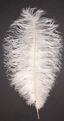 Ostrich Drabs 17-22" Bleached Off White - Per 1/2 lb
