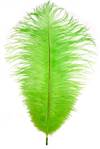 Ostrich Drabs 9-13" Dyed Lime - Per 1/2 lb